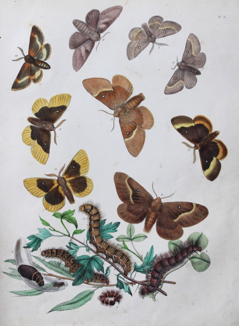 HN Humphreys - Hand coloured lithograph of British-moths 1843: This original hand coloured lithograph arranged and illustrated by H.N. Humphreys, is from British Moths and their Transformations with characters and descriptions by J. O. Westwood, published by Will