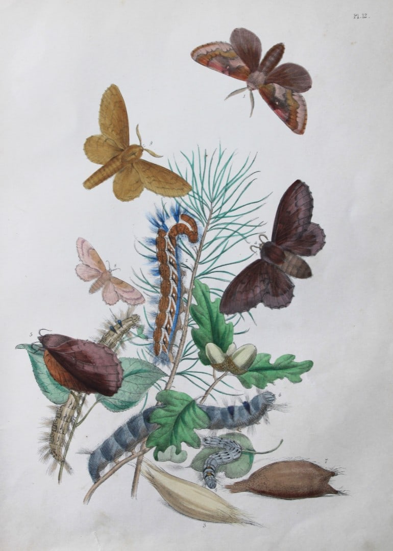 HN Humphreys - Hand coloured lithograph of British-moths 1843: This original hand coloured lithograph arranged and illustrated by H.N. Humphreys, is from British Moths and their Transformations with characters and descriptions by J. O. Westwood, published by Will
