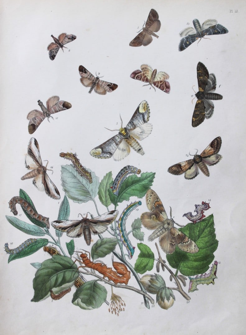 HN Humphreys - Hand coloured lithograph of British-moths 1843 (1 of 1)