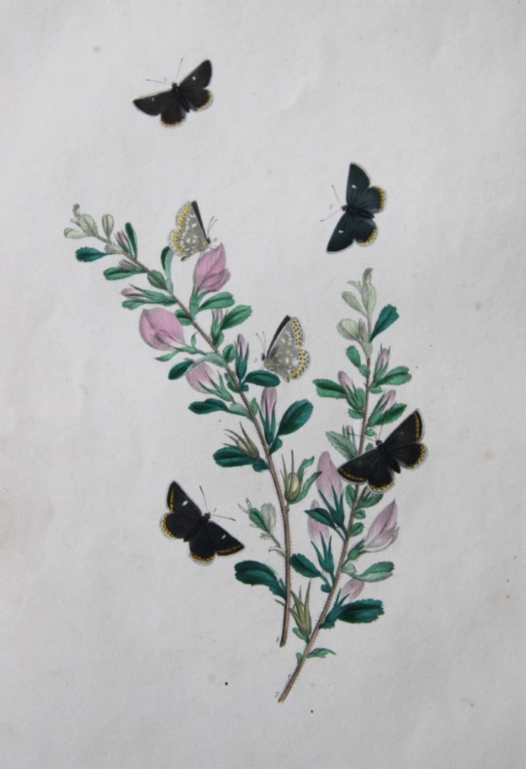 HN Humphreys - Hand coloured lithograph of British butterflies 1841: These original hand-coloured lithographs, arranged and illustrated by H.N. Humphreys with descriptions by J. O. Westwood, are from British Butterflies and their Transformations, published in London 18