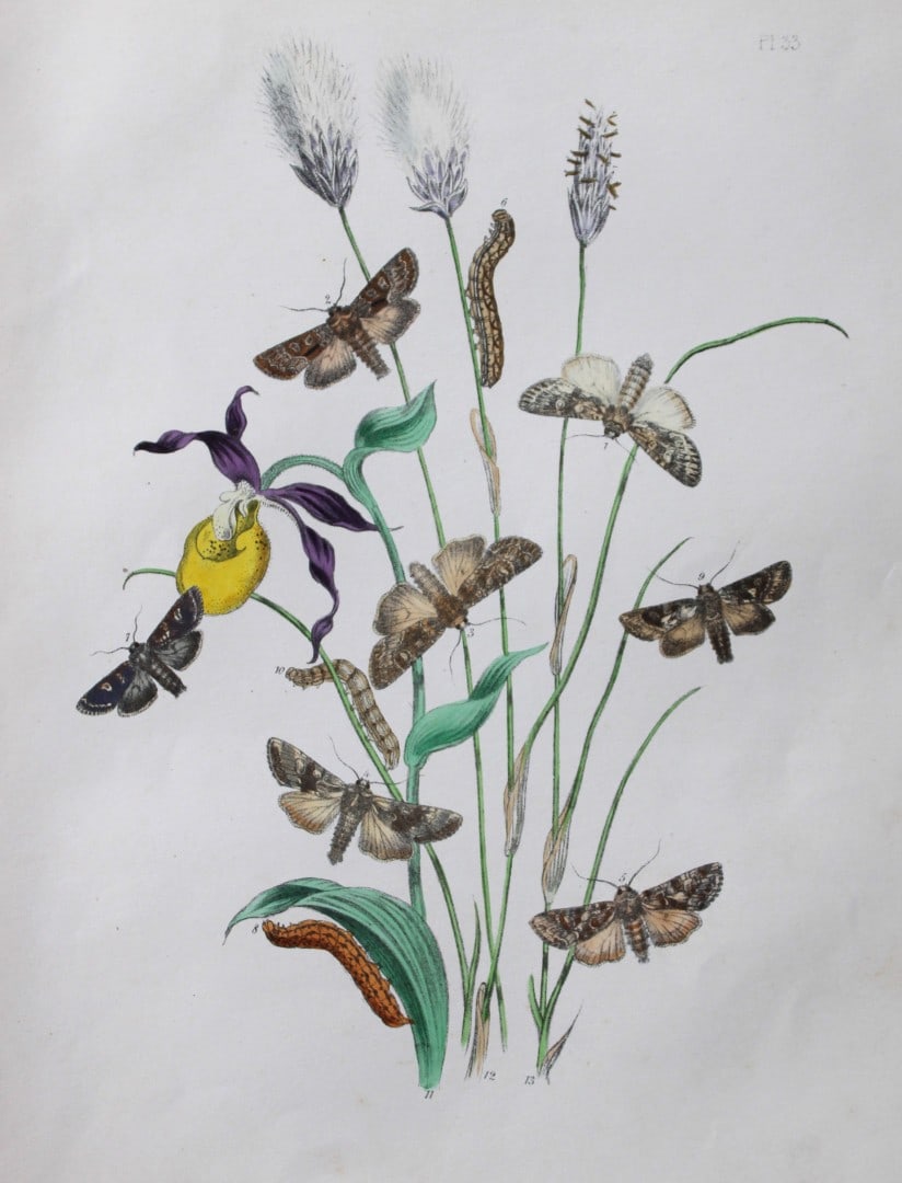 HN Humphreys - Hand coloured lithograph of British-moths 1843: This original hand coloured lithograph arranged and illustrated by H.N. Humphreys, is from British Moths and their Transformations with characters and descriptions by J. O. Westwood, published by Will