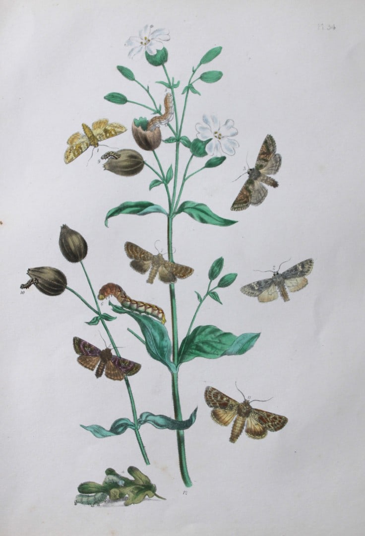 HN Humphreys - Hand coloured lithograph of British-moths 1843: This original hand coloured lithograph arranged and illustrated by H.N. Humphreys, is from British Moths and their Transformations with characters and descriptions by J. O. Westwood, published by Will