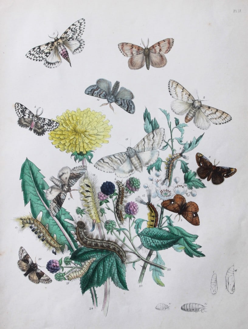 HN Humphreys - Hand coloured lithograph of British-moths 1843: This original hand coloured lithograph arranged and illustrated by H.N. Humphreys, is from British Moths and their Transformations with characters and descriptions by J. O. Westwood, published by Will