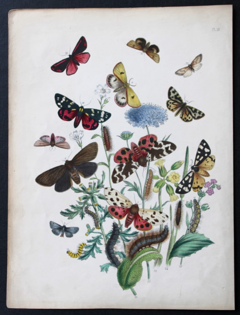 HN Humphreys - Hand coloured lithograph of British-moths 1843: This original hand coloured lithograph arranged and illustrated by H.N. Humphreys, is from British Moths and their Transformations with characters and descriptions by J. O. Westwood, published by Will