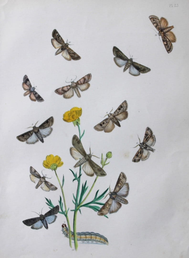 HN Humphreys - Hand coloured lithograph of British-moths 1843: This original hand coloured lithograph arranged and illustrated by H.N. Humphreys, is from British Moths and their Transformations with characters and descriptions by J. O. Westwood, published by Will