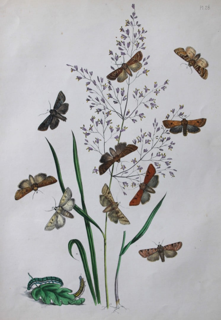 HN Humphreys - Hand coloured lithograph of British-moths 1843: This original hand coloured lithograph arranged and illustrated by H.N. Humphreys, is from British Moths and their Transformations with characters and descriptions by J. O. Westwood, published by Will