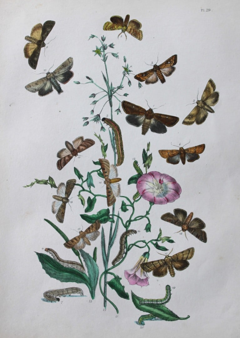 HN Humphreys - Hand coloured lithograph of British-moths 1843: This original hand coloured lithograph arranged and illustrated by H.N. Humphreys, is from British Moths and their Transformations with characters and descriptions by J. O. Westwood, published by Will