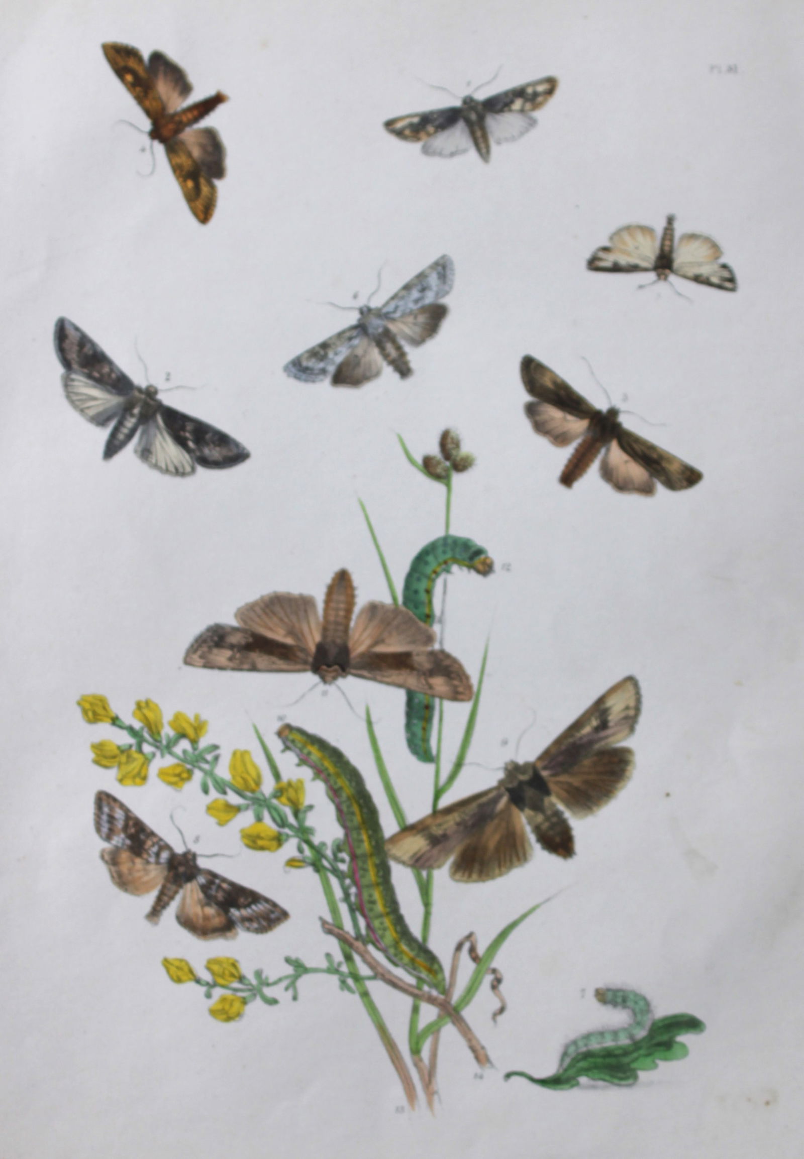HN Humphreys - Hand coloured lithograph of British-moths 1843: This original hand coloured lithograph arranged and illustrated by H.N. Humphreys, is from British Moths and their Transformations with characters and descriptions by J. O. Westwood, published by Will