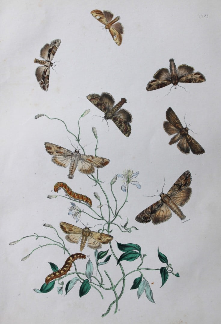 HN Humphreys - Hand coloured lithograph of British-moths 1843: This original hand coloured lithograph arranged and illustrated by H.N. Humphreys, is from British Moths and their Transformations with characters and descriptions by J. O. Westwood, published by Will
