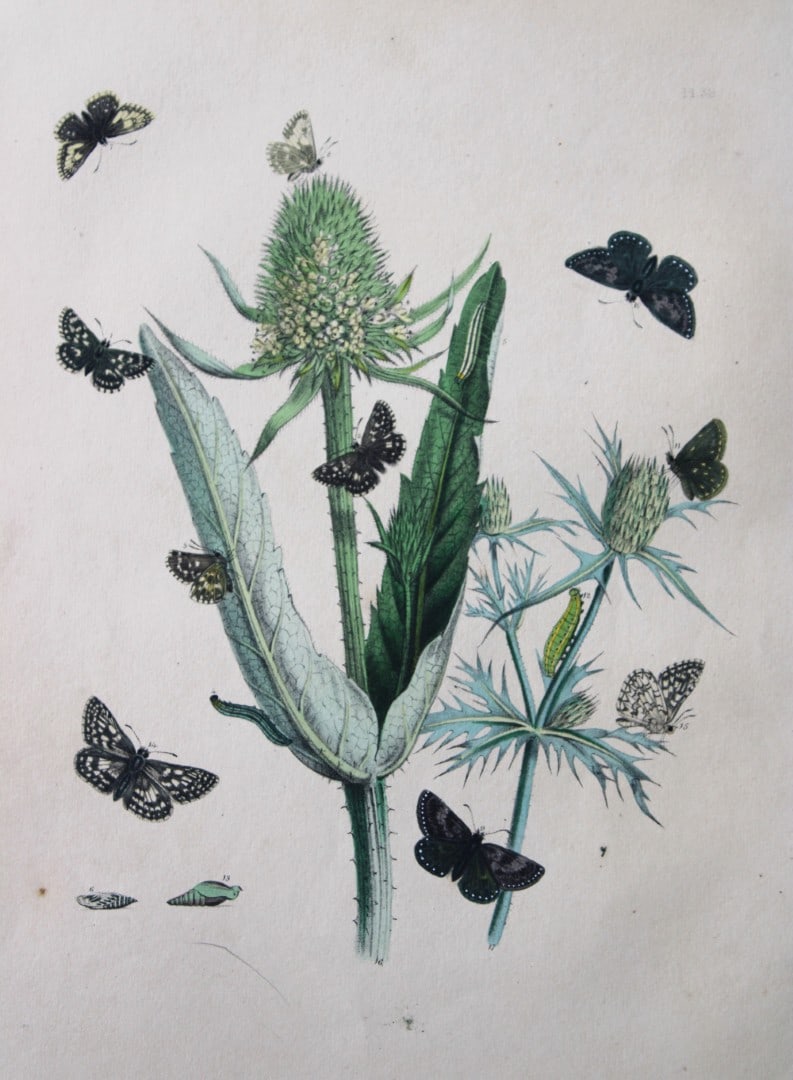 HN Humphreys - Hand coloured lithograph of British butterflies 1841: These original hand-coloured lithographs, arranged and illustrated by H.N. Humphreys with descriptions by J. O. Westwood, are from British Butterflies and their Transformations, published in London 18