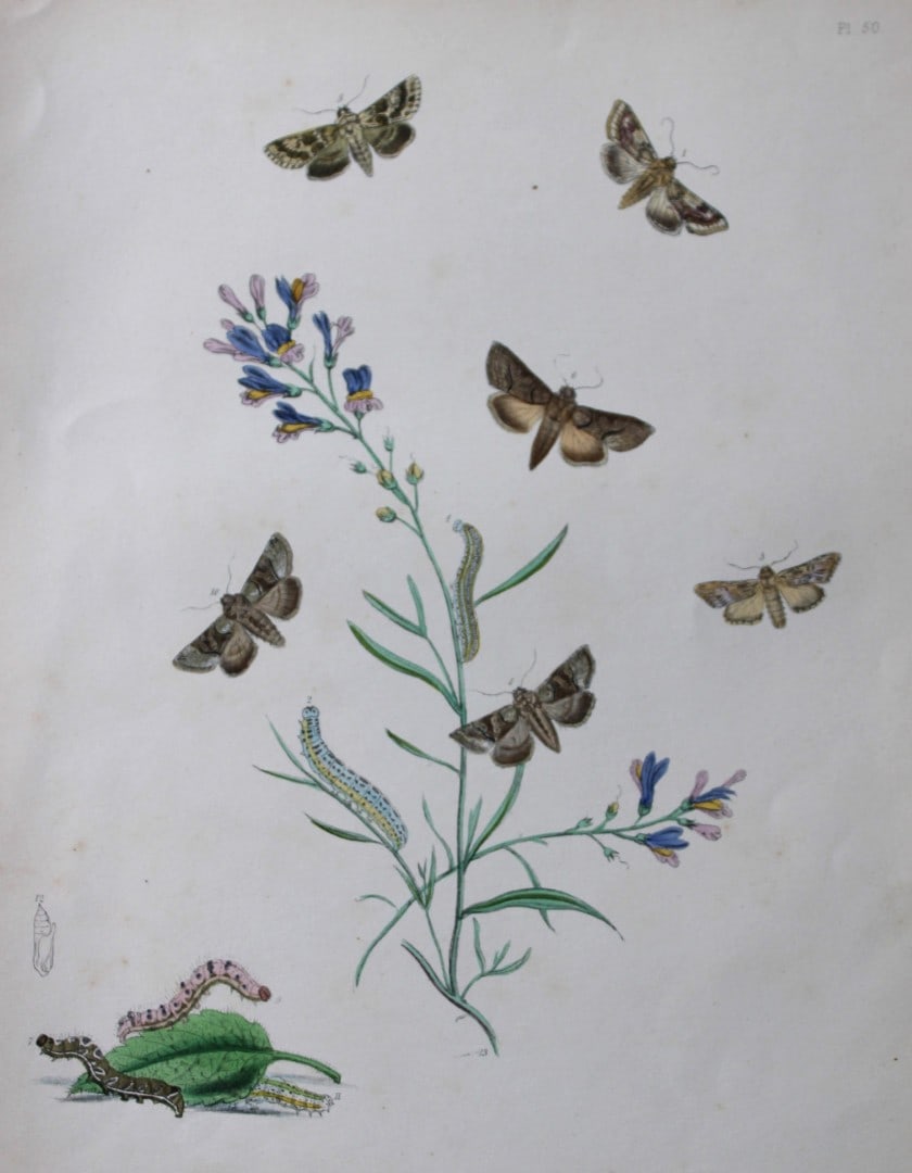 HN Humphreys - Hand coloured lithograph of British-moths 1843: This original hand coloured lithograph arranged and illustrated by H.N. Humphreys, is from British Moths and their Transformations with characters and descriptions by J. O. Westwood, published by Will