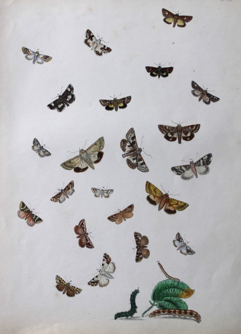 HN Humphreys - Hand coloured lithograph of British-moths 1843: This original hand coloured lithograph arranged and illustrated by H.N. Humphreys, is from British Moths and their Transformations with characters and descriptions by J. O. Westwood, published by Will