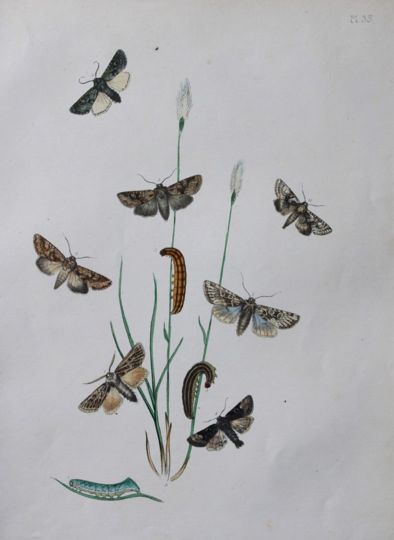 HN Humphreys - Hand coloured lithograph of British-moths 1843: This original hand coloured lithograph arranged and illustrated by H.N. Humphreys, is from British Moths and their Transformations with characters and descriptions by J. O. Westwood, published by Will