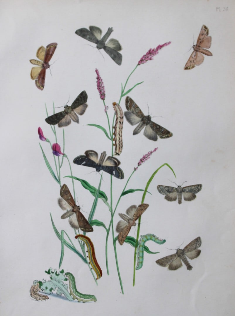 HN Humphreys - Hand coloured lithograph of British-moths 1843: This original hand coloured lithograph arranged and illustrated by H.N. Humphreys, is from British Moths and their Transformations with characters and descriptions by J. O. Westwood, published by Will