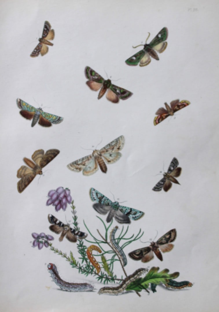 HN Humphreys - Hand coloured lithograph of British-moths 1843 (1 of 1)
