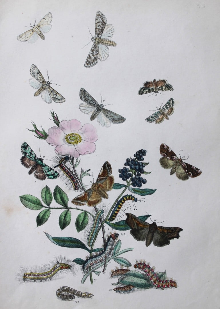 HN Humphreys - Hand coloured lithograph of British-moths 1843: This original hand coloured lithograph arranged and illustrated by H.N. Humphreys, is from British Moths and their Transformations with characters and descriptions by J. O. Westwood, published by Will