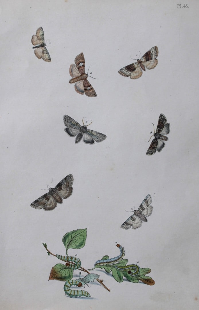 HN Humphreys - Hand coloured lithograph of British-moths 1843: This original hand coloured lithograph arranged and illustrated by H.N. Humphreys, is from British Moths and their Transformations with characters and descriptions by J. O. Westwood, published by Will
