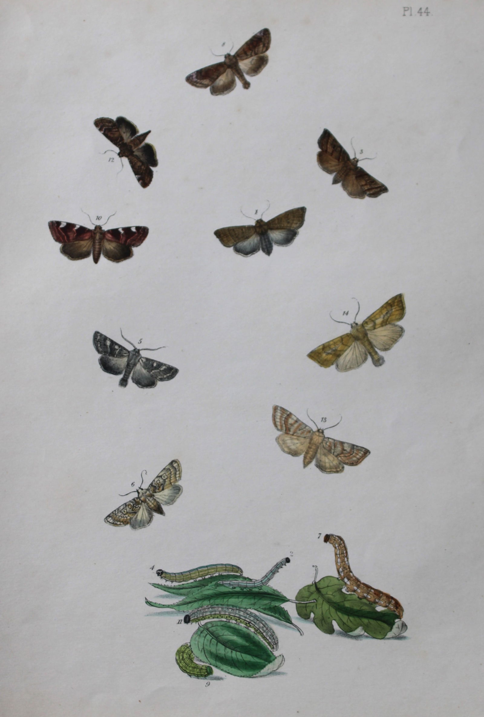 HN Humphreys - Hand coloured lithograph of British-moths 1843: This original hand coloured lithograph arranged and illustrated by H.N. Humphreys, is from British Moths and their Transformations with characters and descriptions by J. O. Westwood, published by Will