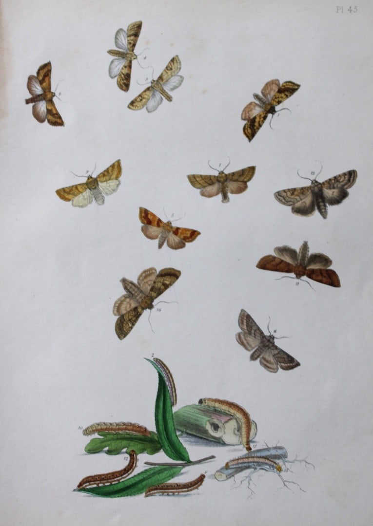 HN Humphreys - Hand coloured lithograph of British-moths 1843: This original hand coloured lithograph arranged and illustrated by H.N. Humphreys, is from British Moths and their Transformations with characters and descriptions by J. O. Westwood, published by Will