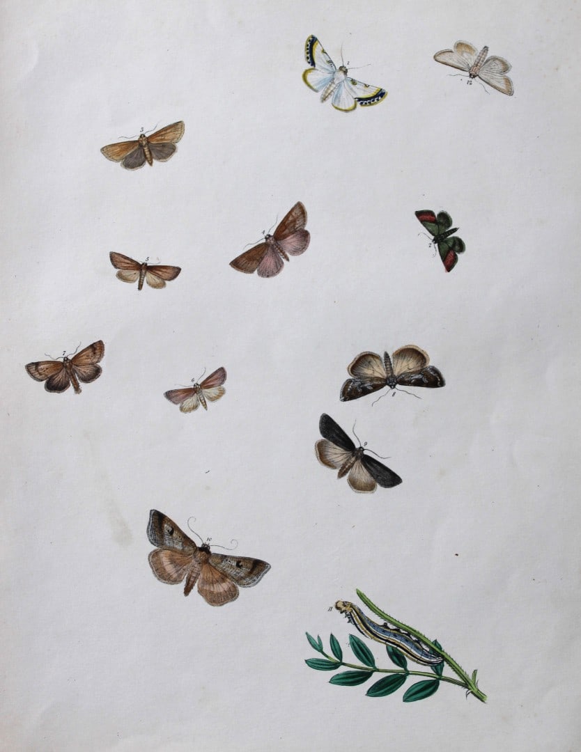 HN Humphreys - Hand coloured lithograph of British-moths 1843: This original hand coloured lithograph arranged and illustrated by H.N. Humphreys, is from British Moths and their Transformations with characters and descriptions by J. O. Westwood, published by Will