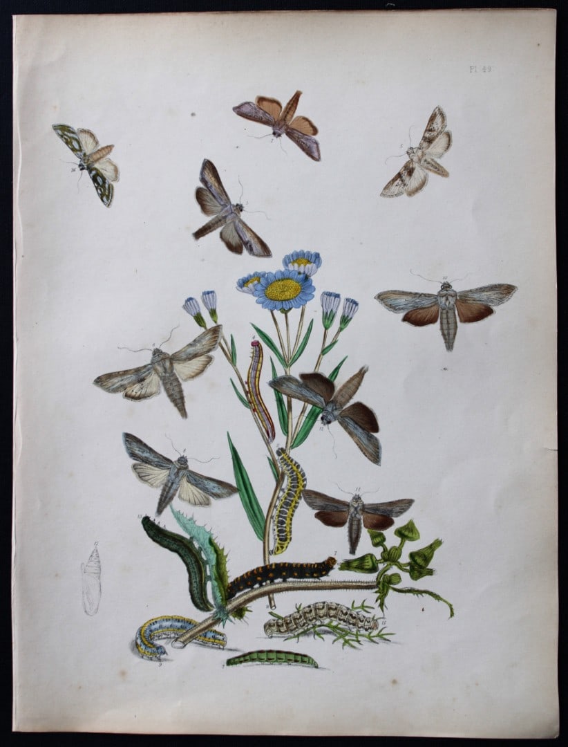 HN Humphreys - Hand coloured lithograph of British-moths 1843: This original hand coloured lithograph arranged and illustrated by H.N. Humphreys, is from British Moths and their Transformations with characters and descriptions by J. O. Westwood, published by Will