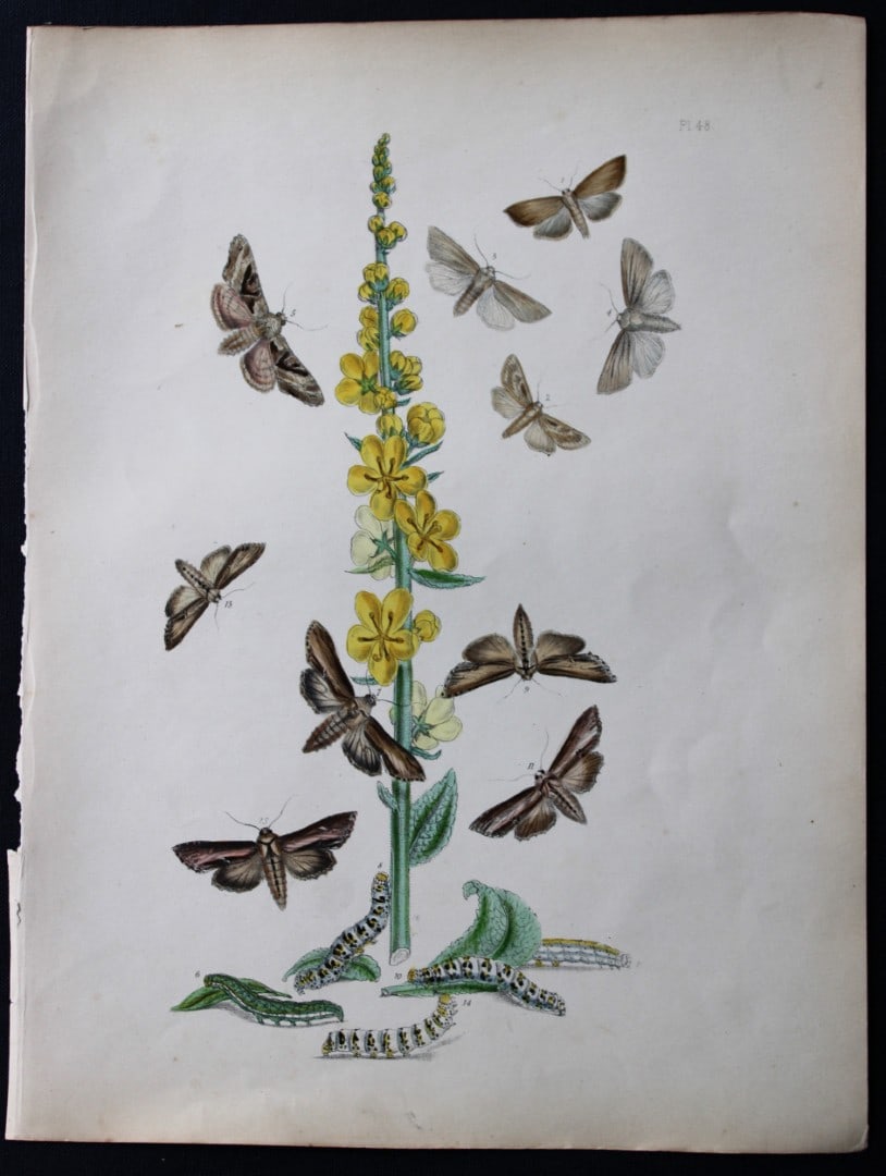 HN Humphreys - Hand coloured lithograph of British-moths 1843: This original hand coloured lithograph arranged and illustrated by H.N. Humphreys, is from British Moths and their Transformations with characters and descriptions by J. O. Westwood, published by Will