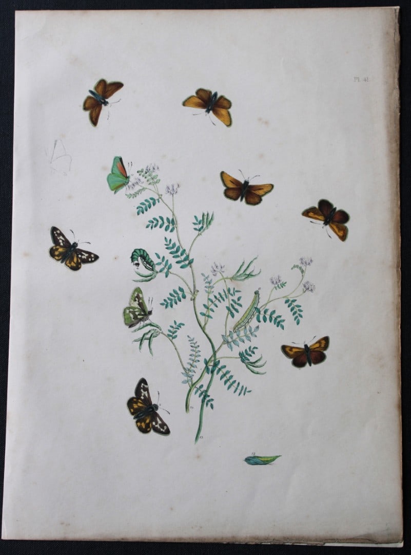 HN Humphreys - Hand coloured lithograph of British butterflies 1841: These original hand-coloured lithographs, arranged and illustrated by H.N. Humphreys with descriptions by J. O. Westwood, are from British Butterflies and their Transformations, published in London 18
