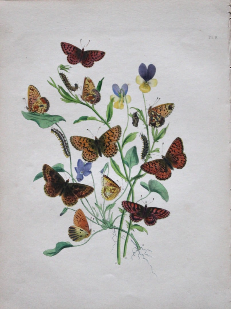 HN Humphreys - Hand coloured lithograph of British butterflies 1841: These original hand-coloured lithographs, arranged and illustrated by H.N. Humphreys with descriptions by J. O. Westwood, are from British Butterflies and their Transformations, published in London 18