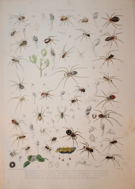 J Blackwall - Hand coloured lithograph of Spiders by Tuffen West 1864: This hand-coloured lithograph is from A History of the Spiders of Great Britain and Ireland by John Blackwall. First edition published for the Ray Society by Robert Hardwicke, Piccadilly London1864. J
