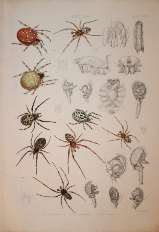 J Blackwall - Hand coloured lithograph of Spiders by Tuffen West 1864: This hand-coloured lithograph is from A History of the Spiders of Great Britain and Ireland by John Blackwall. First edition published for the Ray Society by Robert Hardwicke, Piccadilly London1864. J