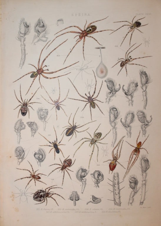 J Blackwall - Hand coloured lithograph of Spiders by Tuffen West 1864: This hand-coloured lithograph is from A History of the Spiders of Great Britain and Ireland by John Blackwall. First edition published for the Ray Society by Robert Hardwicke, Piccadilly London1864. J