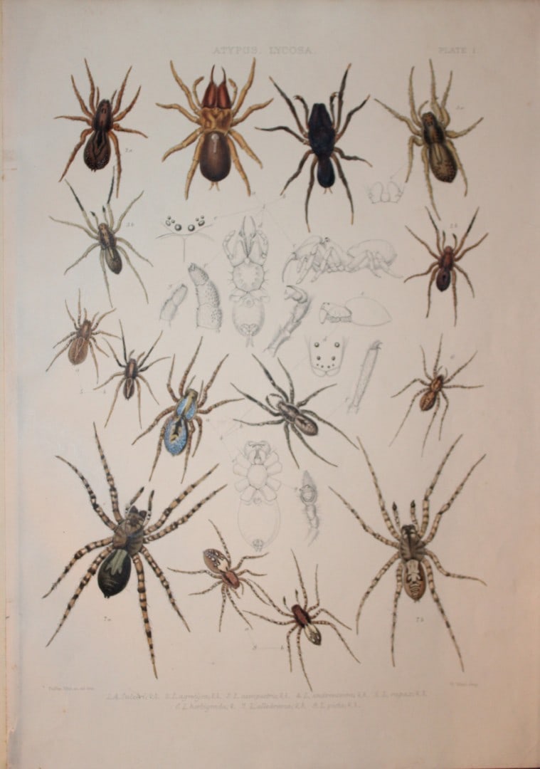 J Blackwall - Hand coloured lithograph of Spiders by Tuffen West 1864: This hand-coloured lithograph is from A History of the Spiders of Great Britain and Ireland by John Blackwall. First edition published for the Ray Society by Robert Hardwicke, Piccadilly London1864. J