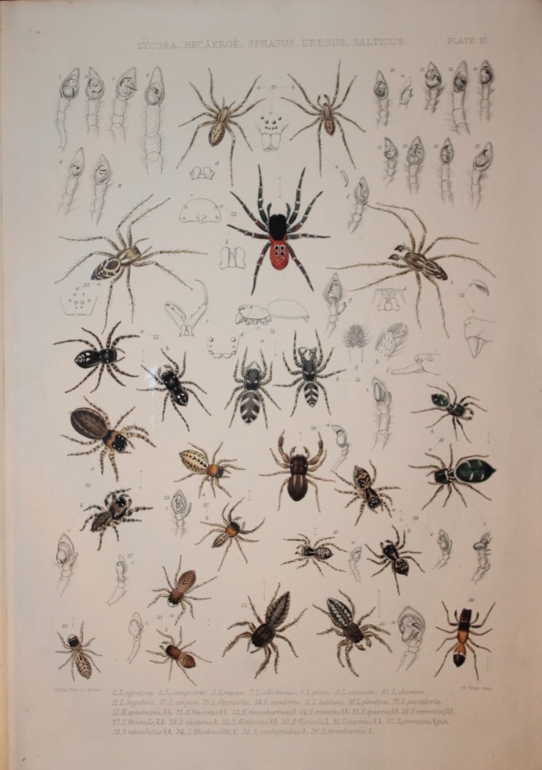 J Blackwall - Hand coloured lithograph of Spiders by Tuffen West 1864: This hand-coloured lithograph is from A History of the Spiders of Great Britain and Ireland by John Blackwall. First edition published for the Ray Society by Robert Hardwicke, Piccadilly London1864. J