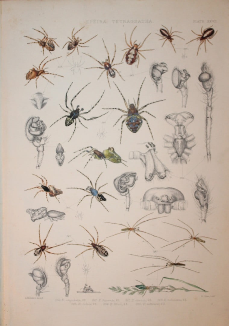 J Blackwall - Hand coloured lithograph of Spiders by Tuffen West 1864: This hand-coloured lithograph is from A History of the Spiders of Great Britain and Ireland by John Blackwall. First edition published for the Ray Society by Robert Hardwicke, Piccadilly London1864. J