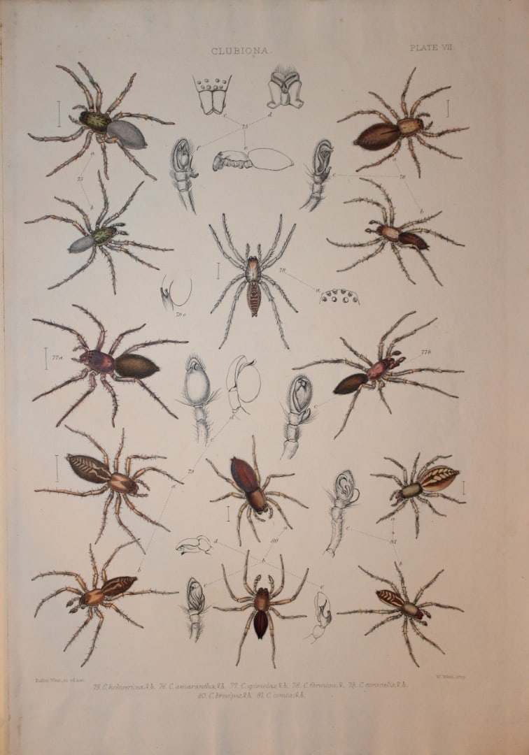 J Blackwall - Hand coloured lithograph of Spiders by Tuffen West 1864: This hand-coloured lithograph is from A History of the Spiders of Great Britain and Ireland by John Blackwall. First edition published for the Ray Society by Robert Hardwicke, Piccadilly London1864. J