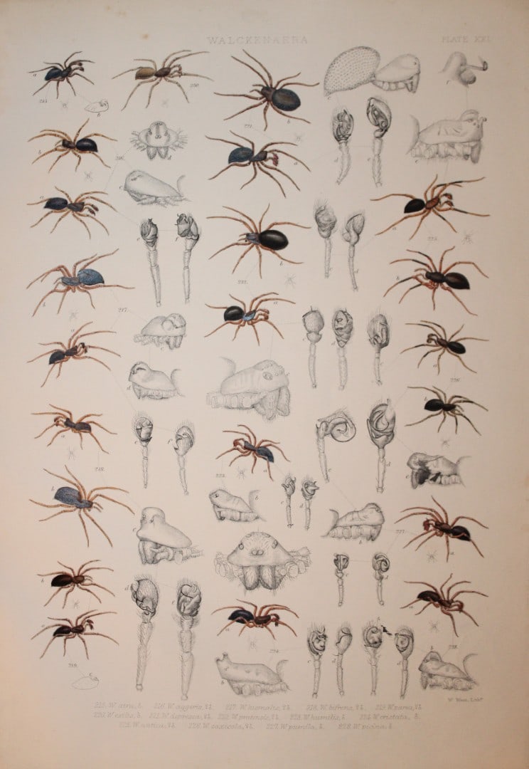 J Blackwall - Hand coloured lithograph of Spiders by Tuffen West 1864: This hand-coloured lithograph is from A History of the Spiders of Great Britain and Ireland by John Blackwall. First edition published for the Ray Society by Robert Hardwicke, Piccadilly London1864. J