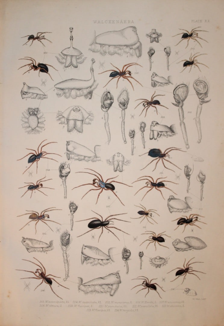 J Blackwall - Hand coloured lithograph of Spiders by Tuffen West 1864: This hand-coloured lithograph is from A History of the Spiders of Great Britain and Ireland by John Blackwall. First edition published for the Ray Society by Robert Hardwicke, Piccadilly London1864. J
