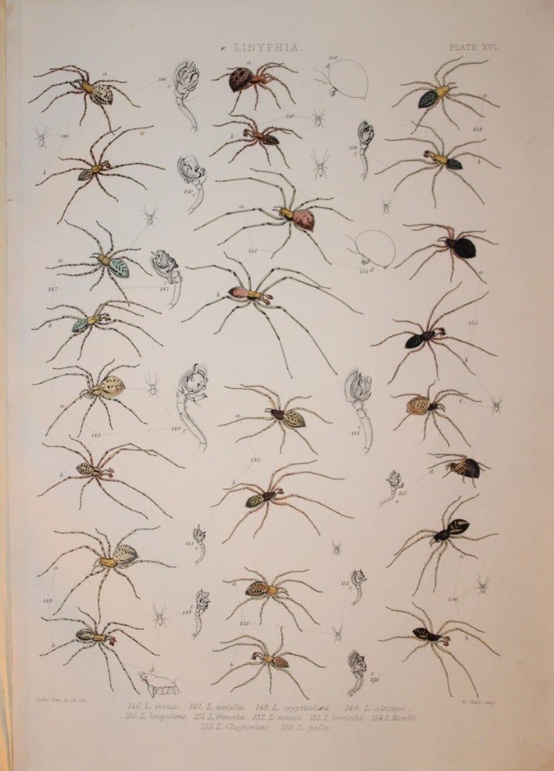 J Blackwall - Hand coloured lithograph of Spiders by Tuffen West 1864: This hand-coloured lithograph is from A History of the Spiders of Great Britain and Ireland by John Blackwall. First edition published for the Ray Society by Robert Hardwicke, Piccadilly London1864. J