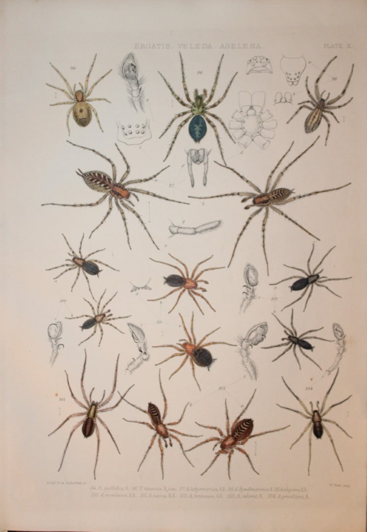 J Blackwall - Hand coloured lithograph of Spiders by Tuffen West 1864: This hand-coloured lithograph is from A History of the Spiders of Great Britain and Ireland by John Blackwall. First edition published for the Ray Society by Robert Hardwicke, Piccadilly London1864. J