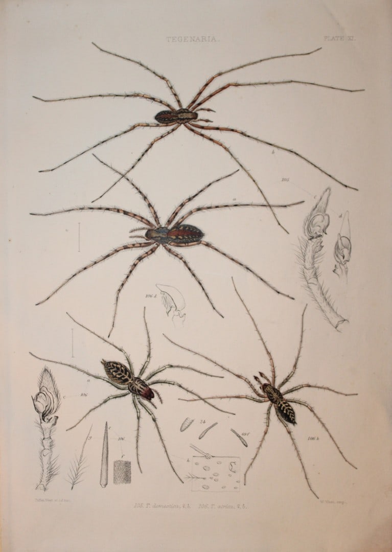 J Blackwall - Hand coloured lithograph of Spiders by Tuffen West 1864: This hand-coloured lithograph is from A History of the Spiders of Great Britain and Ireland by John Blackwall. First edition published for the Ray Society by Robert Hardwicke, Piccadilly London1864. J