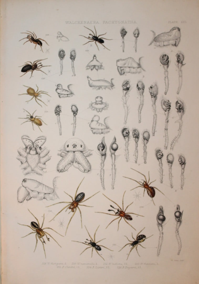 J Blackwall - Hand coloured lithograph of Spiders by Tuffen West 1864: This hand-coloured lithograph is from A History of the Spiders of Great Britain and Ireland by John Blackwall. First edition published for the Ray Society by Robert Hardwicke, Piccadilly London1864. J