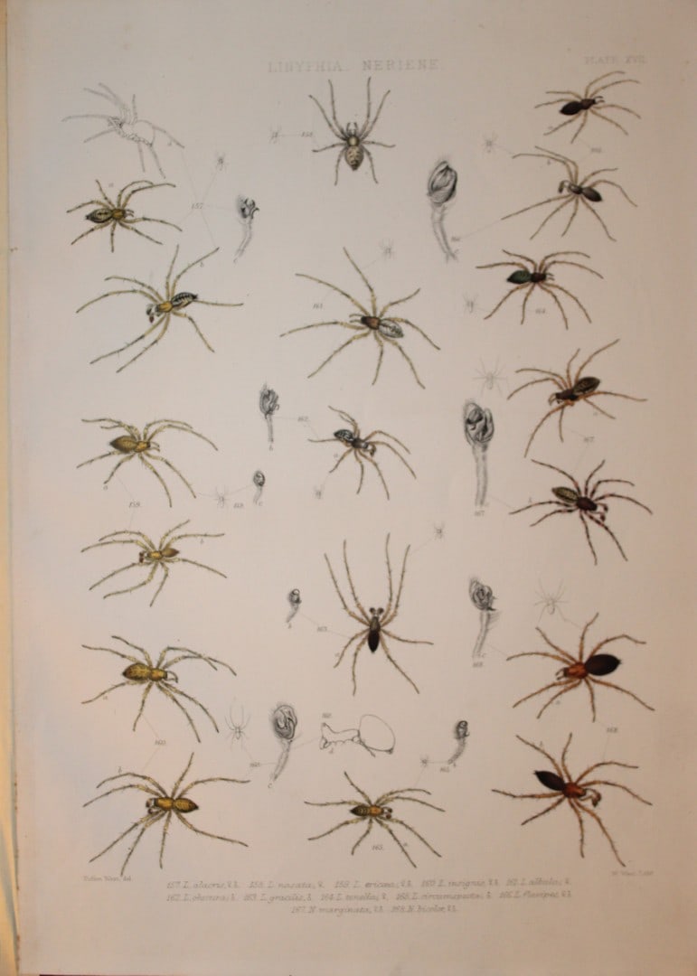 J Blackwall - Hand coloured lithograph of Spiders by Tuffen West 1864: This hand-coloured lithograph is from A History of the Spiders of Great Britain and Ireland by John Blackwall. First edition published for the Ray Society by Robert Hardwicke, Piccadilly London1864. J