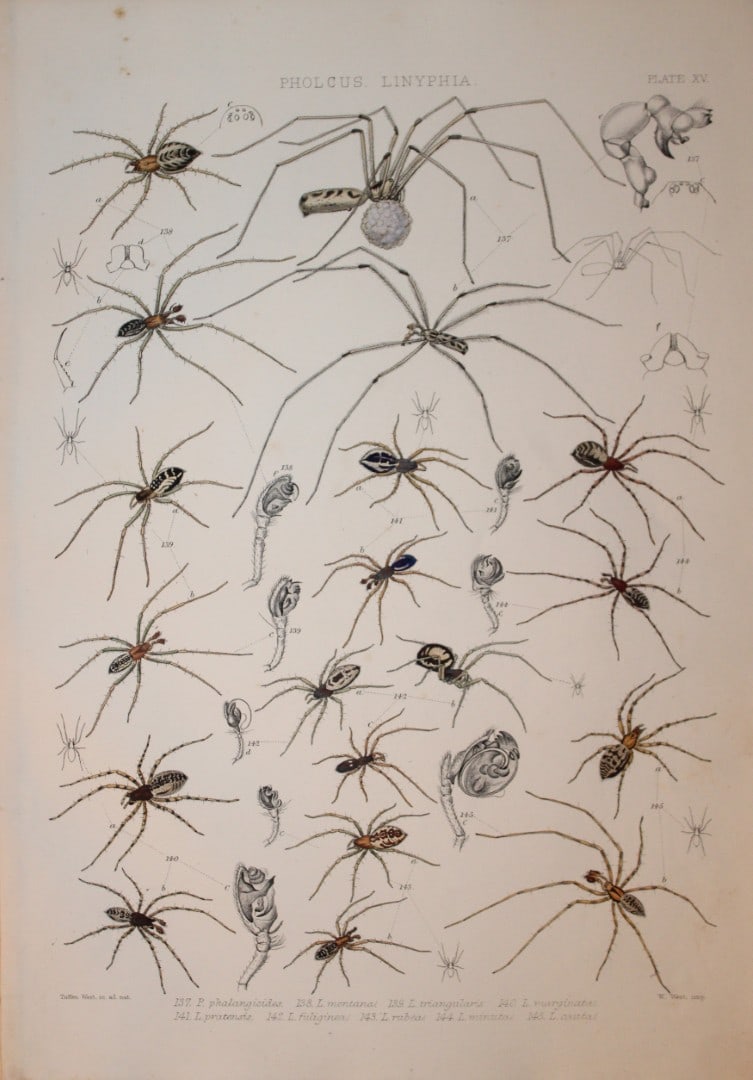 J Blackwall - Hand coloured lithograph of Spiders by Tuffen West 1864: This hand-coloured lithograph is from A History of the Spiders of Great Britain and Ireland by John Blackwall. First edition published for the Ray Society by Robert Hardwicke, Piccadilly London1864. J