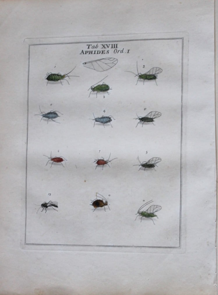 Moses Harris - Rare hand coloured engraving of Aphids (Aphides) 1776: These original hand-coloured copper-plate engravings of Aphids and Flies are from An Exposition of English Insects by Moses Harris. Printed for the author by Messrs Robson & Co London 1776.The prints