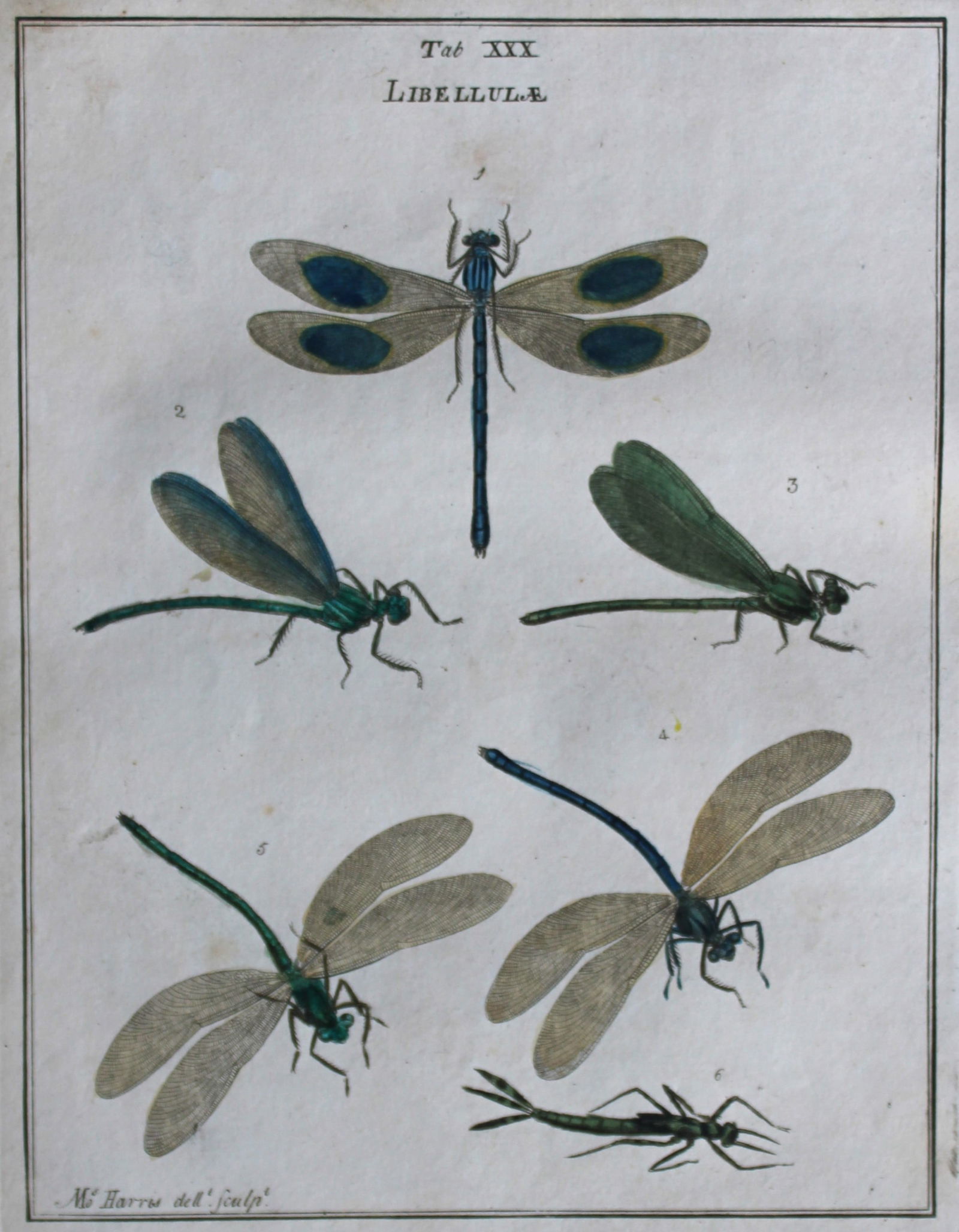 Moses Harris - Rare hand coloured engraving of Dragonflies (Libellulae) 1776: These original hand-coloured copper-plate engravings of Dragonflies - Libellulae are from An Exposition of English Insects by Moses Harris. Printed for the author by Messrs Robson & Co London 1776.The