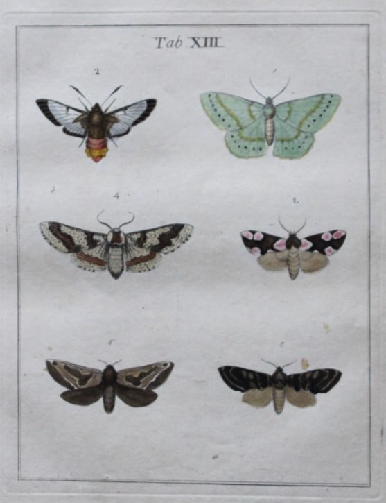 Moses Harris - Rare hand coloured engraving of Moths (Lepidoptera) 1776: These original hand-coloured copper-plate engravings of Moths - Lepidoptera are from An Exposition of English Insects by Moses Harris. Printed for the author by Messrs Robson & Co London 1776.The prin