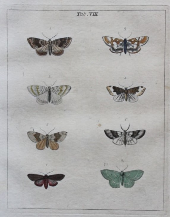 Moses Harris - Rare hand coloured engraving of Moths (Lepidoptera) 1776: These original hand-coloured copper-plate engravings of Moths - Lepidoptera are from An Exposition of English Insects by Moses Harris. Printed for the author by Messrs Robson & Co London 1776.The prin