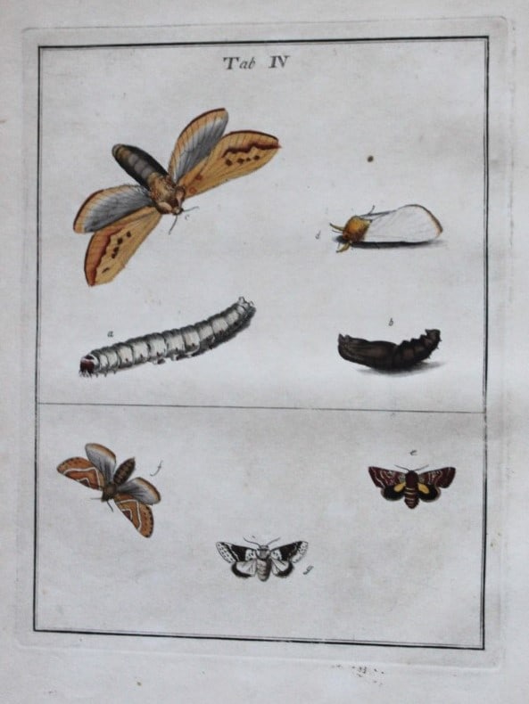 Moses Harris - Rare hand coloured engraving of Moths (Lepidoptera) 1776: These original hand-coloured copper-plate engravings of Moths - Lepidoptera are from An Exposition of English Insects by Moses Harris. Printed for the author by Messrs Robson & Co London 1776.The prin
