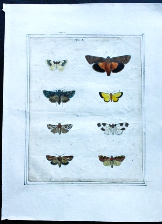 Moses Harris - Rare hand coloured engraving of Moths (Lepidoptera) 1776: These original hand-coloured copper-plate engravings of Moths - Lepidoptera are from An Exposition of English Insects by Moses Harris. Printed for the author by Messrs Robson & Co London 1776.The prin