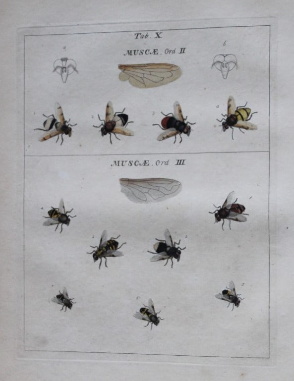 Moses Harris - Rare hand coloured engraving of Flies (Muscae) 1776: These original hand-coloured copper-plate engravings of Flies - Chrysides & Muscae are from An Exposition of English Insects by Moses Harris. Printed for the author by Messrs Robson & Co London 1776.T